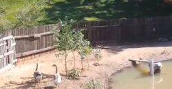 Sítio à Venda – 2,1 Hectares